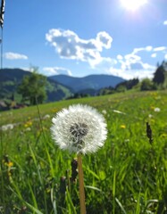 A vibrant dandelion seedhead stands tall against a backdrop of lush green grass and a mountain vista.