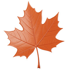 Obraz premium Plastic Autumn Maple Leaf isolated ,PNG 