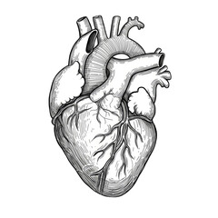 Heart vector isolated, Human Heart Logo PNG 