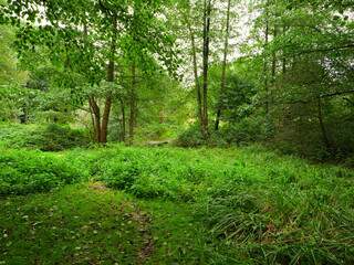 Obraz premium Lush green forest clearing with dense vegetation, trees and wild grass, peaceful natural woodland scenery