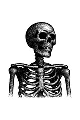 human skeleton with a skeleton