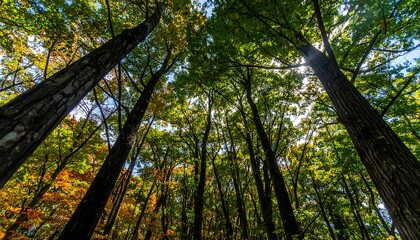 Obraz premium Forest canopy perspective showcases the towering trees and sunlight filtration