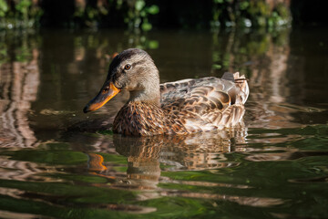 Close-up of a female mallard swimming toward the camera lens with its reflection in the water on a sunny summer day.