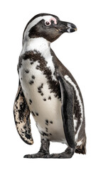 Obraz premium Profile of a penguin