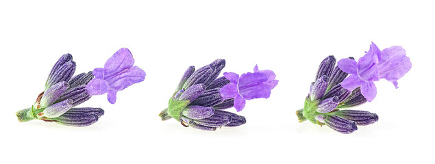 Lavender flowers isolated on a white background, macro. Lavender blossoms.