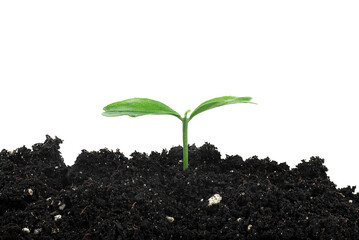 Young plant growth from the soil, white background. Small plant of lemon fruit in a mound of soil.