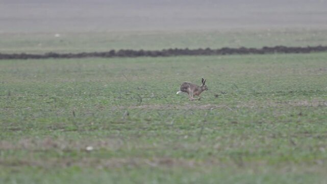 European hare Lepus europaeus, also known as the rusak hare. A hare runs across a field in the wild. Slow motion