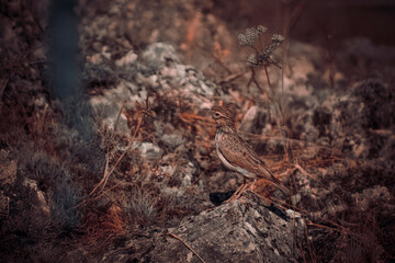 Crested lark among dry thistles, perched on a rock in a stony and arid landscape.