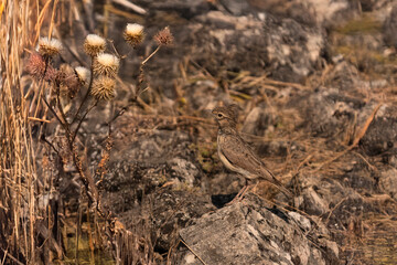 Crested lark standing on a rock, observing the dry surroundings with its characteristic raised crest.