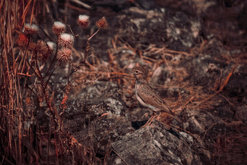 Crested lark near a small pond, surrounded by dry vegetation, looking for water or food.