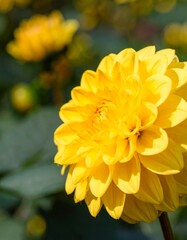 Close-up of vibrant yellow dahlia flower, soft focus background