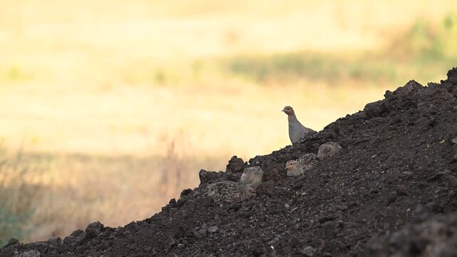 A family of Grey Partridges Perdix perdix, in the wild. The birds bathe in a pile of loose soil. Close-up slow motion captures natural behavior.