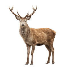 Majestic Red Deer Stag with Antlers on Black Background - Wildlife Photography
