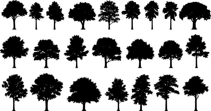 various deciduous trees silhouettes on the white background. vector set. PNG white background
