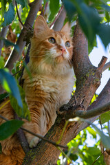 cat in the tree