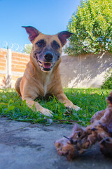 dog in the garden with his toy