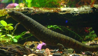 Amphibian in aquarium (1)