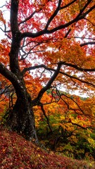 Autumnal canopy of vibrant fall foliage.  Large maple tree with richly colored leaves