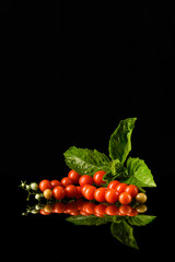 Tomatoes with Basil Leaves &ndash; Natural Food Still Life on Dark Background
