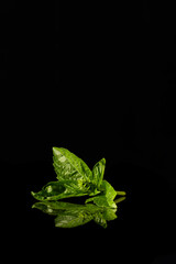 Fresh Basil Leaves with Reflection on Black Background &ndash; Herbal Minimalism