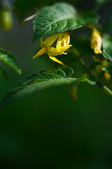 Botanical Beauty &ndash; Tomato Flowers and Soft Green Leaves