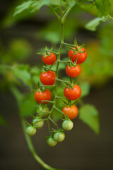 Juicy Red Tomatoes Growing Naturally in Green Garden