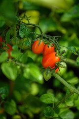 Fresh Organic Tomatoes on the Plant in Backyard Garden