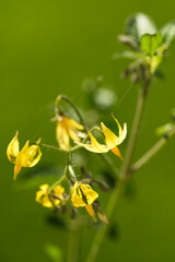 Tomato Flowers Blooming in Natural Light &ndash; Green Plant Detail