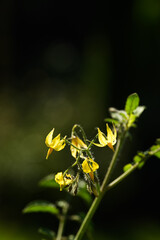 Botanical Beauty &ndash; Tomato Flowers and Soft Green Leaves
