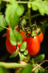 Homegrown Cherry Tomatoes Ripening Under Sunlight