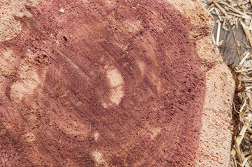Slice of Cedar Tree Trunk