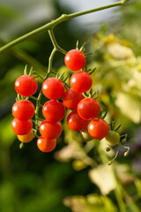 Natural Summer Harvest &ndash; Juicy Tomatoes in the Garden