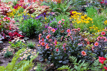colorful flowers in the garden