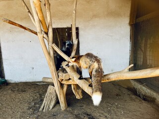 Two foxes with different fur colors of red and black scream and curse while standing on a wooden structure against a plain wall, creating a captivating moment of wildlife against backdrop