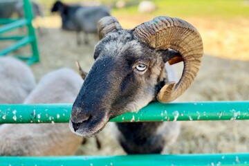 striking ram with large curved horns leans over a green fence, gazing curiously at the camera in a rustic farm setting
