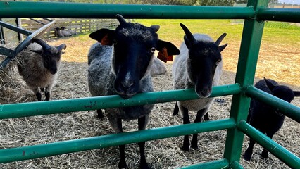group of sheep with black and gray wool peer through a green metal fence in a farm pen. The background features a lush green field, creating a peaceful rural scene