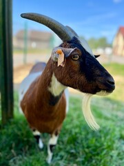 A majestic goat with curved horns and a white beard stands near a fence in a lush green field under a clear blue sky.