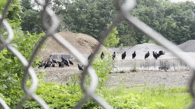 Vultures in a dump behind chain link fence consuming a deer carcass