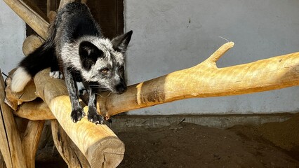 Silver fox in captivity, alert and focused while standing on wooden structure.