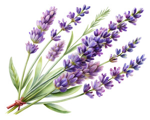 Obraz premium Watercolor Lavender Bouquet Illustration with Purple Flowers on Transparent Background