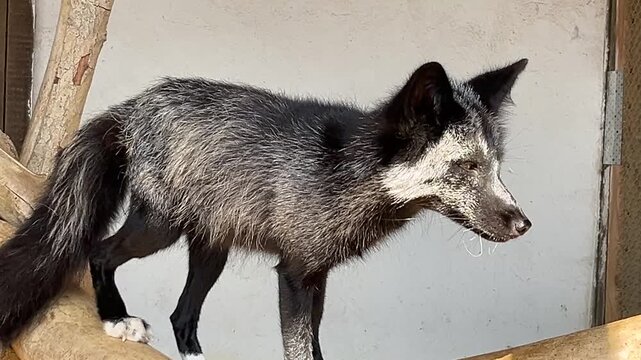Close-up of a silver fox balancing on wood branches in a zoo habitat