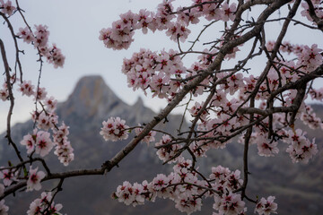 Spring landscape