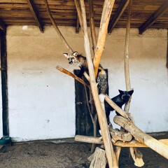 Two foxes with distinct fur colors, red and black, explore a wooden structure against a plain wall, creating a captivating wildlife moment in a minimalist backdrop.