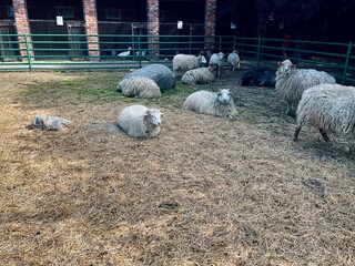 group of fluffy sheep rests on straw-covered ground inside a green-fenced pen, with a brick barn in the background under a shaded sky.