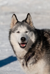 Naklejka premium siberian husky in the snow