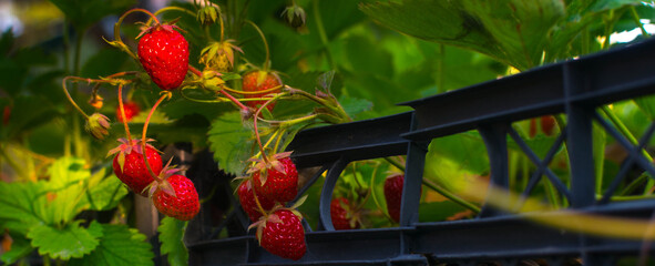 Ripe strawberries