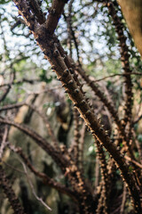 Close-up of a thorny bush with sharp spikes in a lush green forest, Rugged thorn-covered plant thriving in a natural wilderness setting