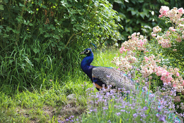 Obraz premium A vibrant peacock stands gracefully among blooming red roses in a sunny garden.