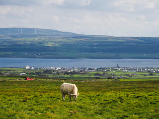White cow grazing fresh green grass in a field, stunning nature background with ocean and hills with wind turbines. Agriculture and farming industry. West of Ireland.