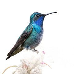 Fototapeta premium Vibrant iridescent hummingbird perched on delicate flower, capturing nature's beauty in stunning detail 